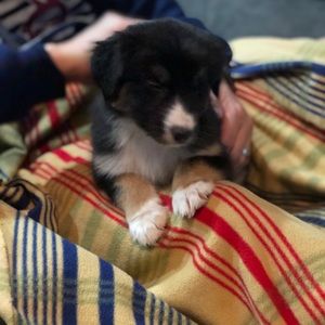 Meet your Posher, Sharon